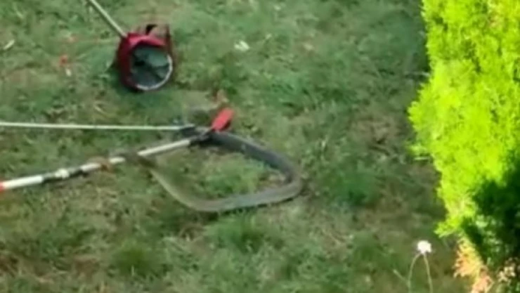 Bursa'da site bahçesinde 1.5 metre boyunda yılan yakalandı