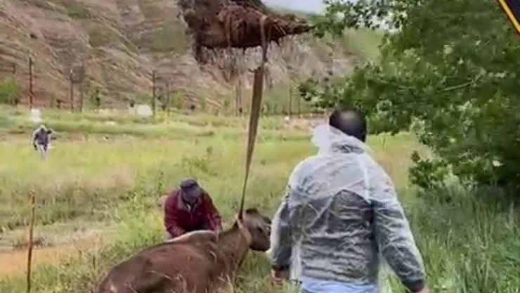 Çamura saplanan inek iş makinesi ile kurtarıldı