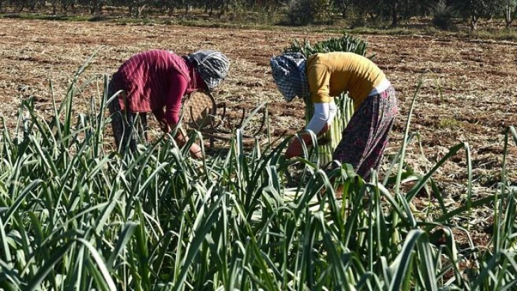 Çiftçilere 100 lira küçük aile işletmesi desteği verilecek