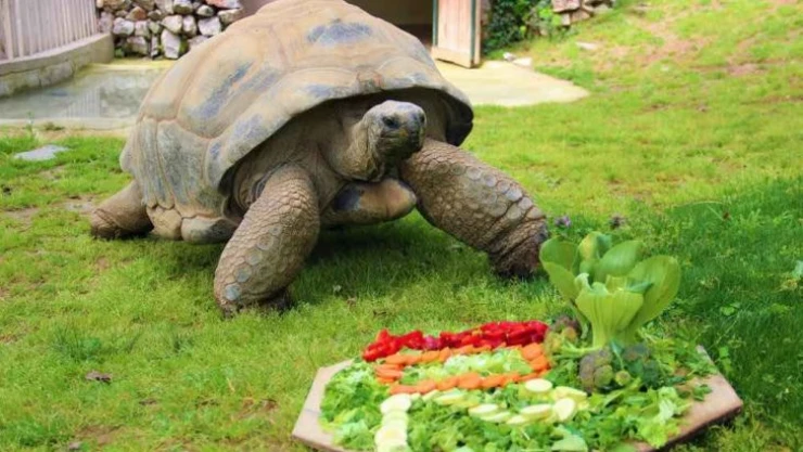 Devasa kaplumbağaya 102. yaş sürprizi
