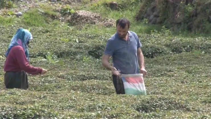 Doğu Karadeniz'i çay telaşı sardı