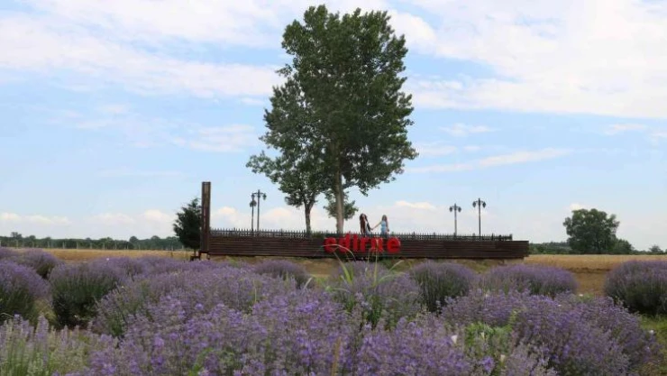 Edirne'de mor lavanta tarlaları ziyaretçilerini ağırladı