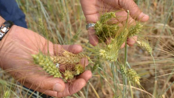 Ekilmeyen tarım arazileri ata tohumuyla yeşerdi