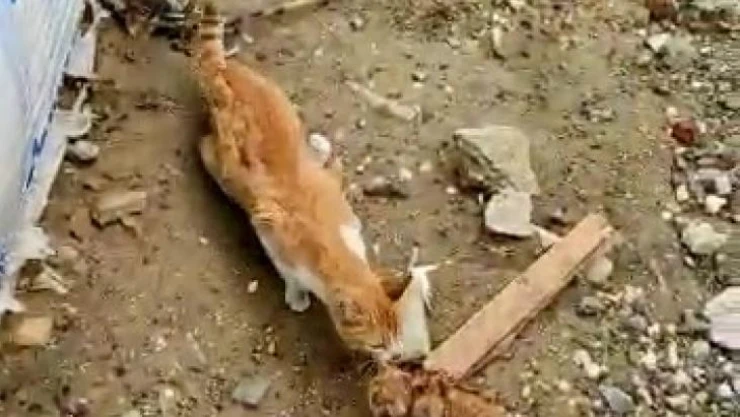 Elazığ'da su kuyusuna düşen yavru kediyi itfaiye kurtardı