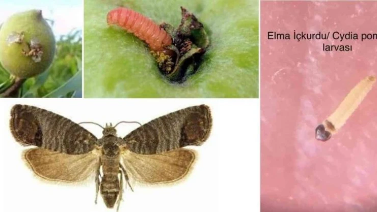 Elma iç kurdu için ilaçlama zamanı