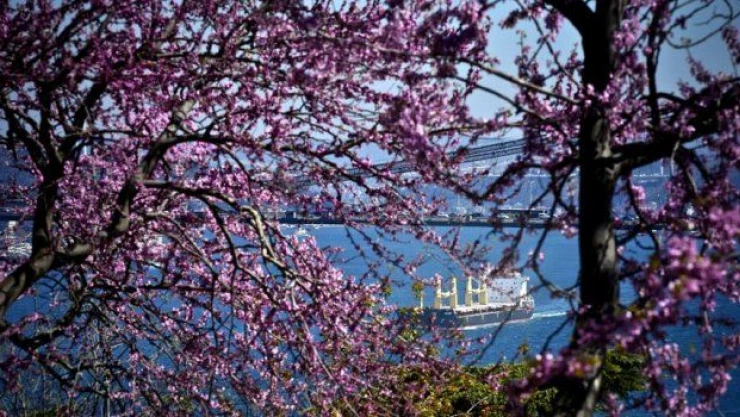 'Erguvan İstanbul'un sembolü olabilir'