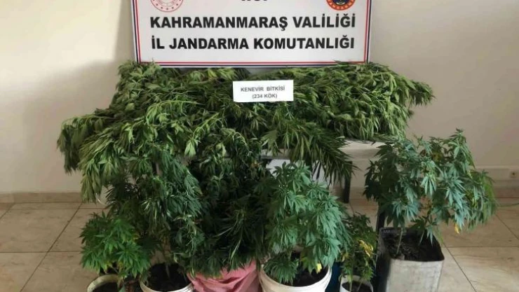 Evlerinde kenevir yetiştirirken yakalandılar