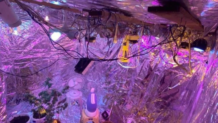 Gaziosmanpaşa'da odasını seraya çevirip saksıda uyuşturucu yetiştiren şahıs yakalandı