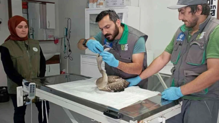 Göç yolunda yorgun düşen flamingo için seferber oldular
