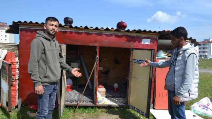 Güvercin sahibinden hırsızlara tepki: 'Azıcık vicdanın varsa o güvercinleri getirip bırak'