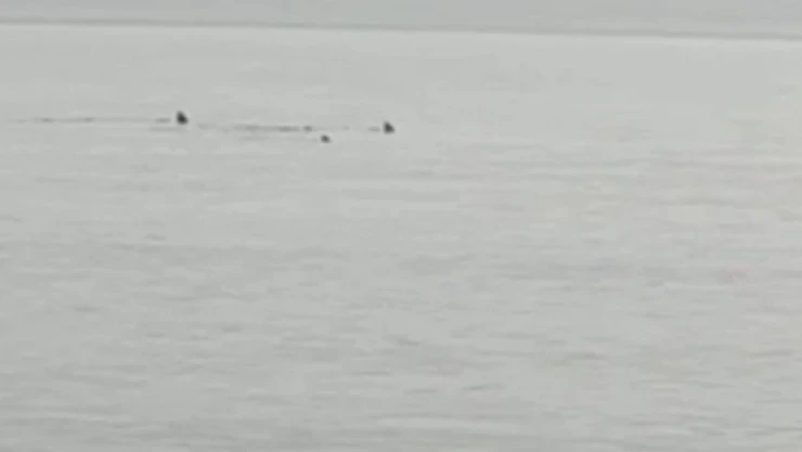 Hatay'da sahile yaklaşan köpek balıkları görüntülendi