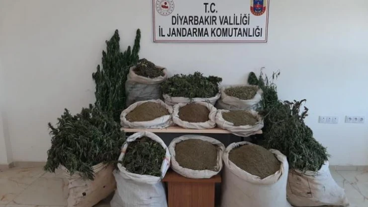 İçişleri Bakanlığı duyurdu: '2 milyonu aşkın kök kenevir ele geçirildi