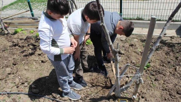 İlkokul öğrencisinden gülümseten yorum: 'Yetiştirdiğim domateslerden menemen yapacağım'