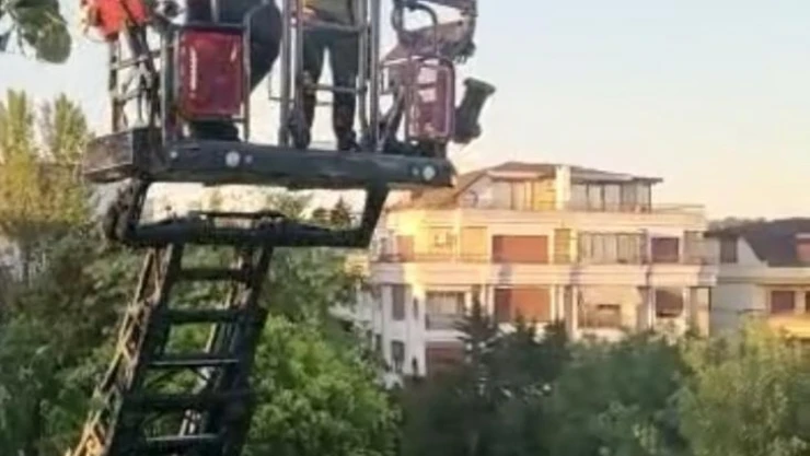 İstanbul'da kuş kurtarma operasyonu kamerada