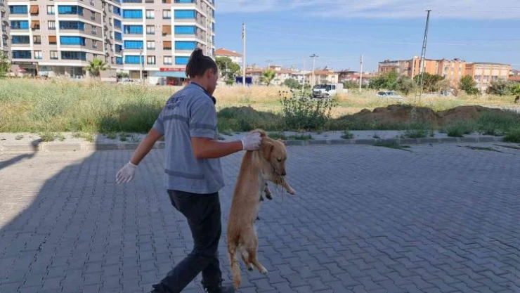 İzmir'de zehirlenen kedi ve köpekler telef oldu