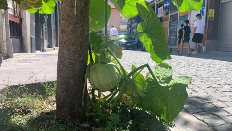 Kaldırımda yetişen kabak görenleri şaşırtıyor