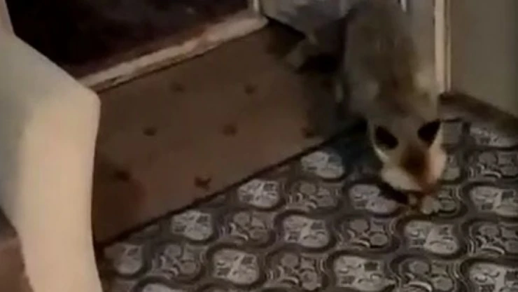 Kapısına kadar gelen tilkiyi halı üstünde besliyor