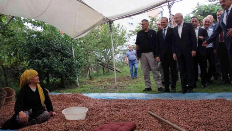 Kılıçdaroğlu, üreticilerle fındık seçti