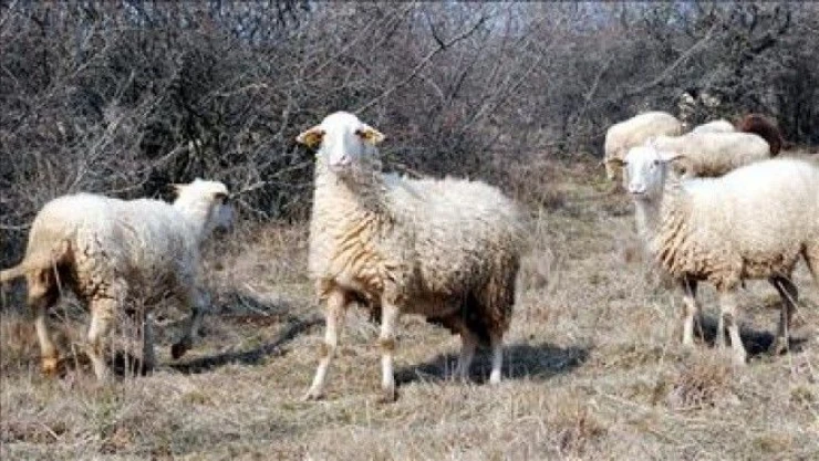'Kıvırcık koyun' için coğrafi işaret