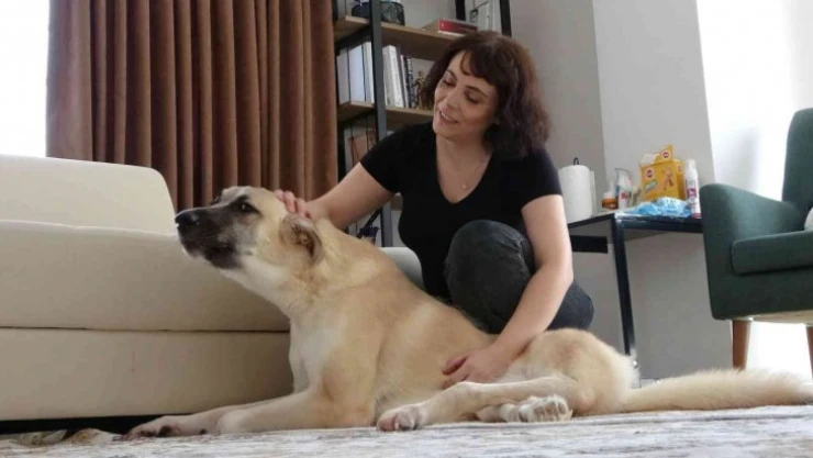 Korkusunu arka ayakları tutmayan kangal kırması 'Paris'i sahiplenerek yendi