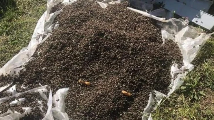 Kovanların ağzının kapatıp yüzbinlerce arıyı telef ettiler