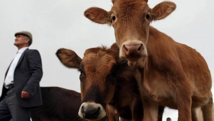 Kurbanlıkların kist bulunan sakatatlarını yemeyin!
