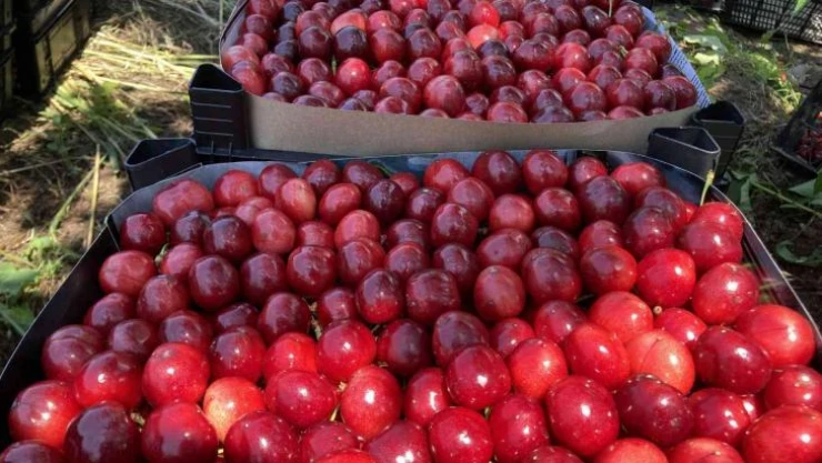 Lapseki kirazı üreticisinin yüzünü güldürdü