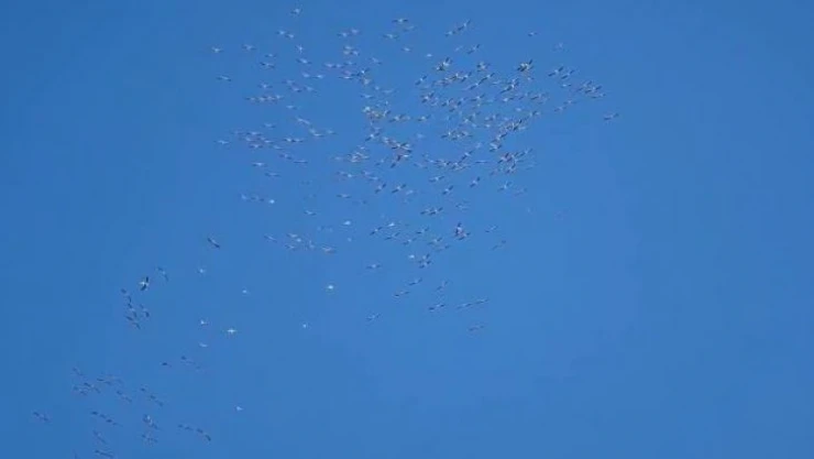 Leylek sürülerinin geçişi sürüyor