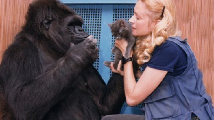 Maymun böyle dedi: İnsanlar aptal Dünyayı kurtarın