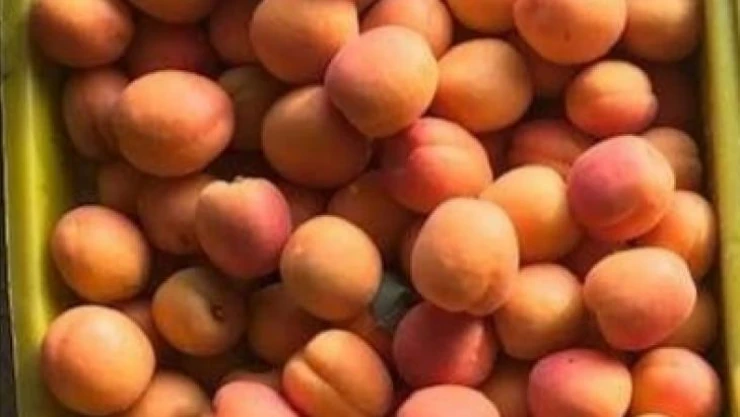 Mut'ta ıskarta kayısı üreticiyi sevindirdi