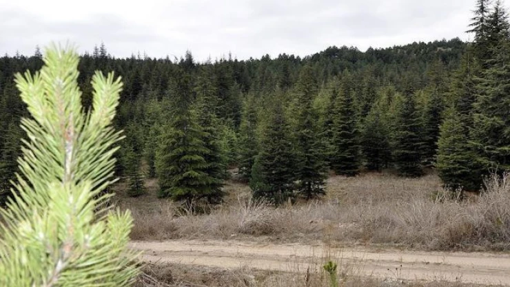 Orman suçları son 13 yılda yüzde 70 azaldı