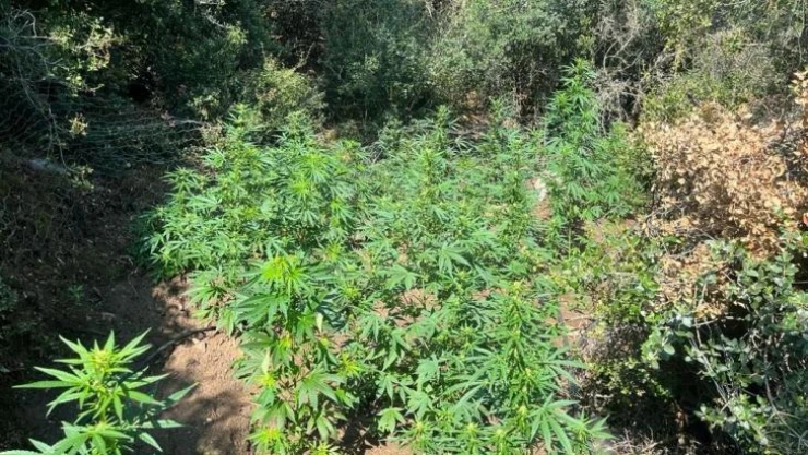 Ormanlık alana ekilen 210 kök kenevir bitkisi imha edildi