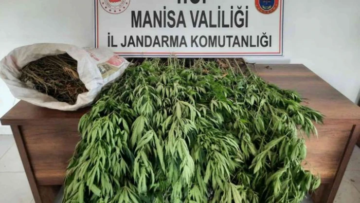 Ormanlık alanda kenevir ve kubar esrar ele geçirildi