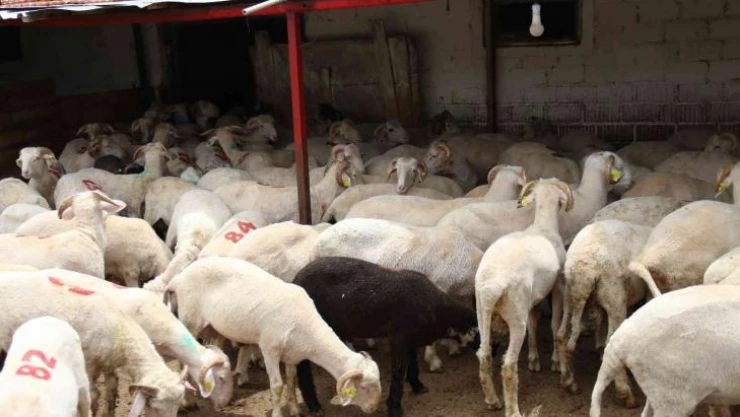 Her bütçeye en uygunu küçükbaş hayvan