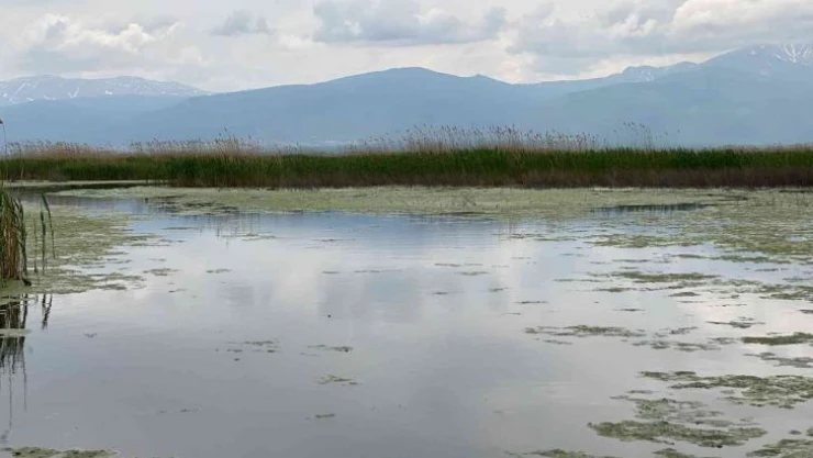 (ÖZEL) Yağışlar Eber Gölü'ne adeta can suyu oldu