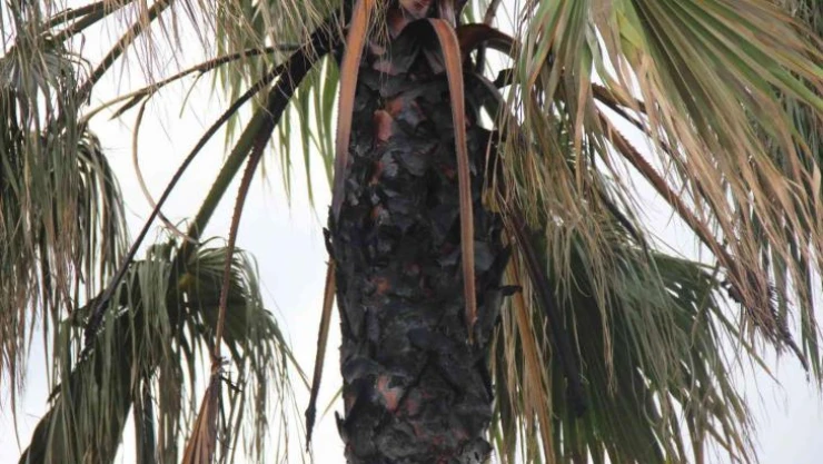 Palmiye ağacına takılan dilek balonu yangına sebep oldu