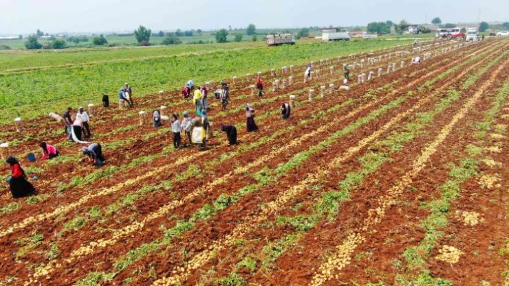 Patates, 9 liralık fiyatıyla üreticisini güldürdü
