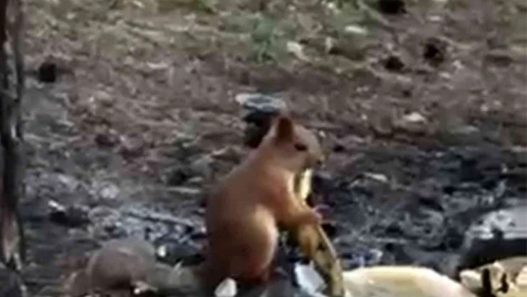 Piknikçilerin davetsiz misafiri sincap ilgi odağı oldu