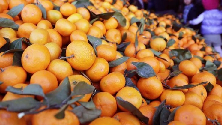 'Rusya, narenciyeyi 2 kat pahalı alacak'