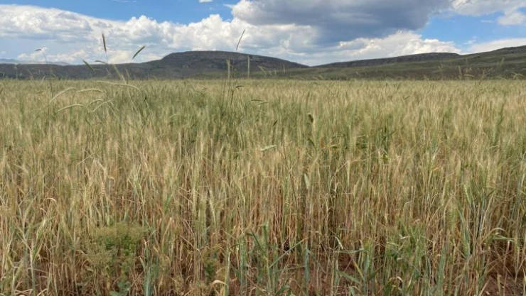 Sağanak yağışlar tarlalara can suyu oldu