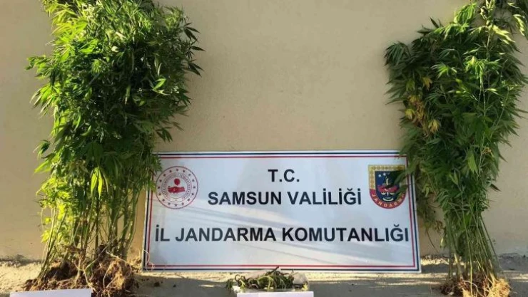 Samsun'da yasa dışı kenevir ekmeye 1 gözaltı