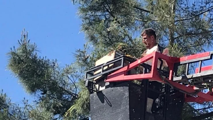 Siirt'te çam ağacına oğul veren arılar kurtarıldı