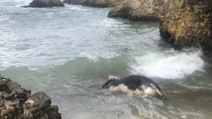 Şile'de telef olan inek kıyıya vurdu