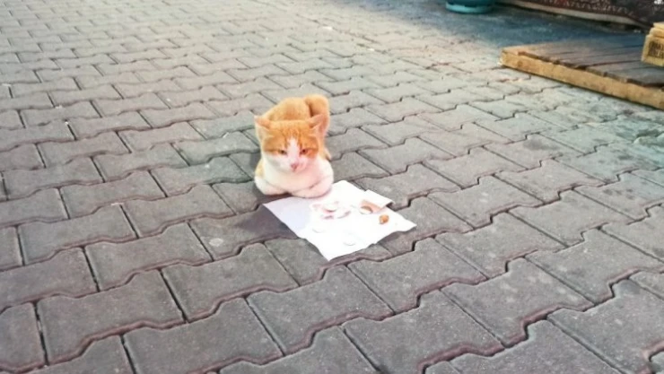 Sokak kedisi mama parasını kendi kazandı