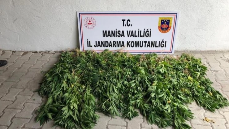 Soma'da dere yatağına ekilen kenevirler imha edildi