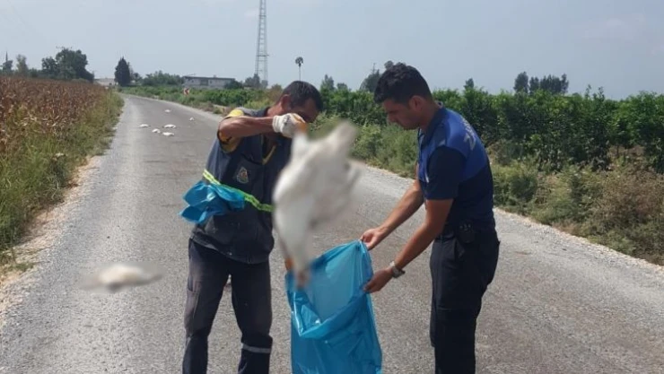Tarsus'ta 15 kaz telef olmuş halde bulundu
