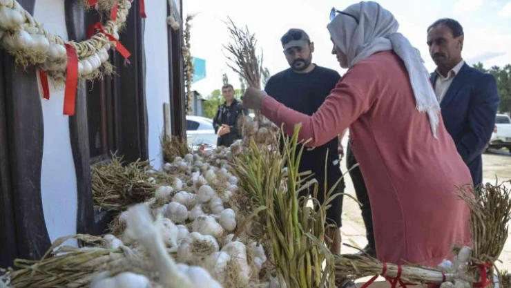 Taşköprü sarımsağına kooperatif desteği