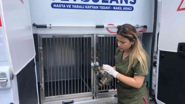 Tatilde 303 can dostun tedavileri gerçekleştirildi