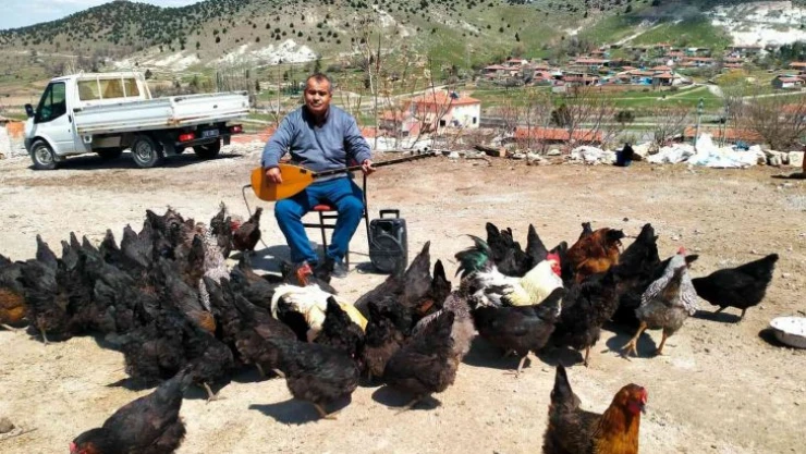 Tavuklarına her gün konser veriyor