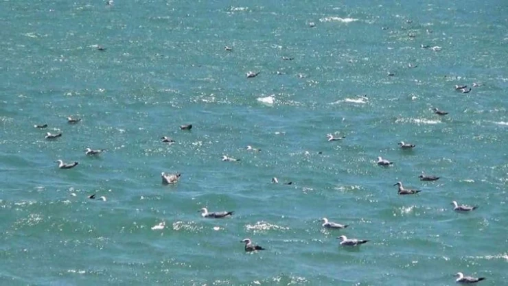 Tekirdağ'da poyraz etkili oluyor